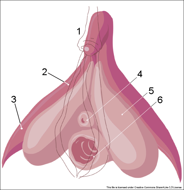 Anatomie der Klitoris